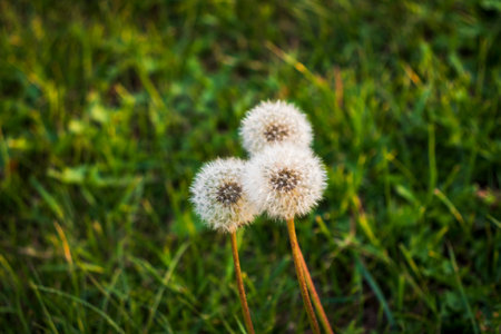 Close up shot of the cute dandelionsの写真素材