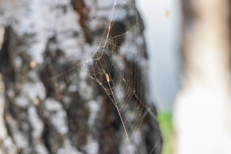 Close up shot of the spider webの写真素材