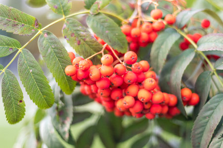 Close up shot of the rowan treeの写真素材