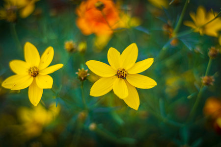 Close up shot of the beautiful yellow flowersの写真素材