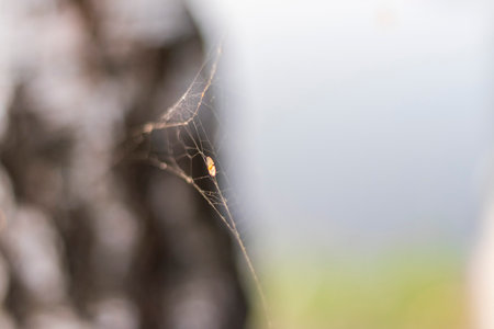 Close up shot of the spider webの写真素材