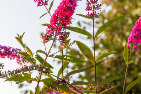 Close up shot of the butterfly bushの写真素材
