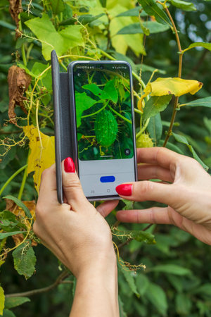 Close up shot of the woman performing internet search by image of the echinocystis lobata or wild cucumberの写真素材