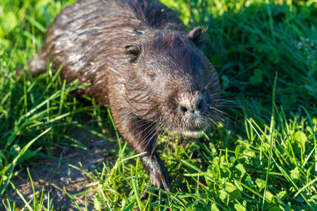 Shot of the muskrat by the bank of the riverの写真素材