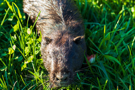 Shot of the muskrat by the bank of the river
