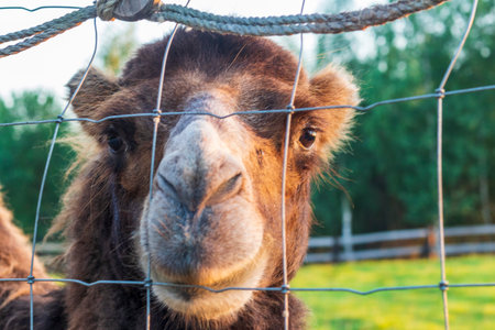 Shot of the camel in the yard in the villageの写真素材