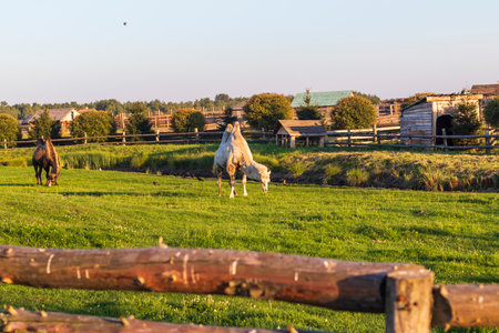 Shot of the camels in the yard in the villageの写真素材