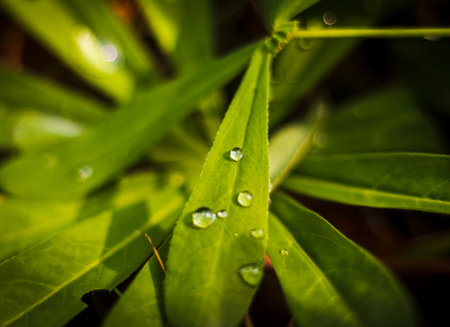 Close up shot of the dew on the leaves in the forest