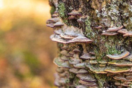 Close up shot of the growths on the woods
