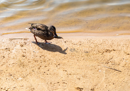 Closeup shot of a ducks in the pondの写真素材