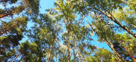 Shot of the big birch trees in the forest