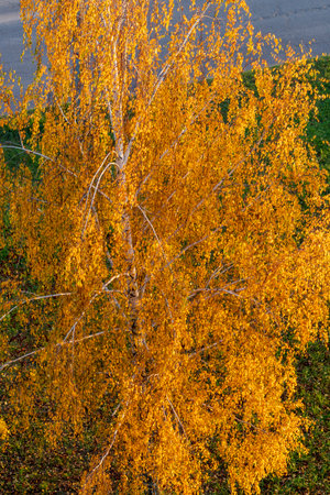 Shot of the colorful autumn trees.
