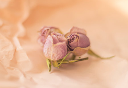 Concept shot of the background theme, wrapping paper, dried roses other flowers and other arrangements.の写真素材