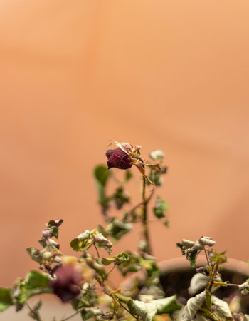 Concept shot of the background theme, wrapping paper, dried roses other flowers and other...