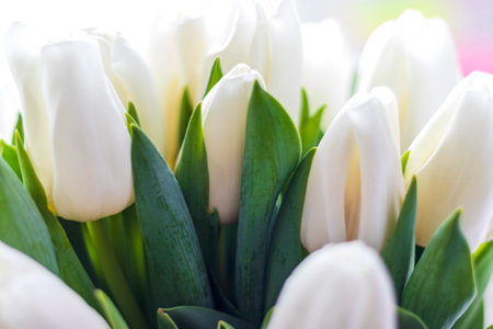 Close up shot of the bouquet of the white tulipsの写真素材