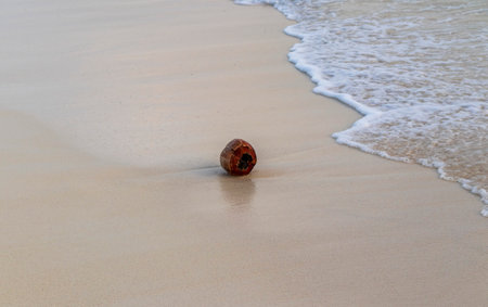 Coconut at the seashore.