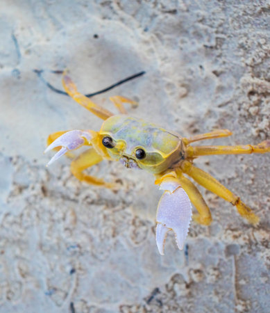 Close up shot of the small crab on the sandの写真素材