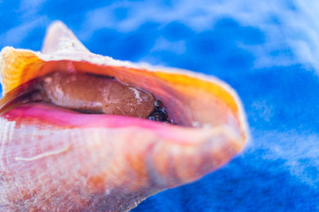 Close up shot of the hermit crab