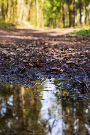 Trees of the forest reflected in the puddle