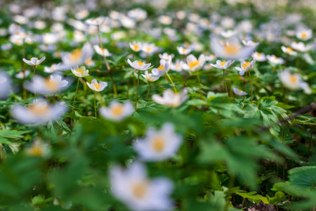 Close up shot of the fresh spring flowers