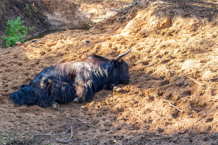 Shot of the yaks.の写真素材