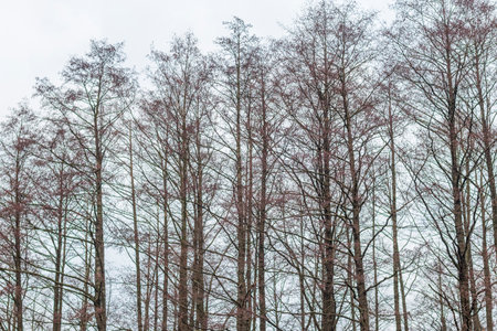 Tall trees in the winter forestの写真素材