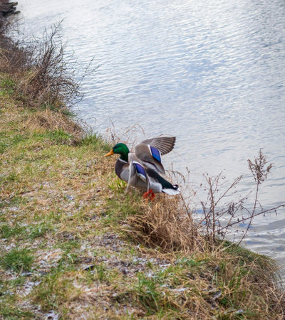 Close up shot of the ducks in the pond.の写真素材