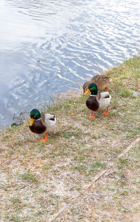 Close up shot of the ducks in the pondの写真素材