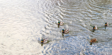 Close up shot of the ducks in the pondの写真素材