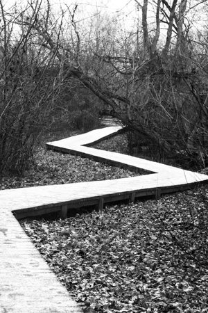 Wooden path walk in the park covered with frostの写真素材