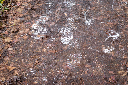 Shot of the frosty steps on the dirtの写真素材