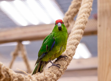 Close up shot of the red crowned parakeet or kakariki