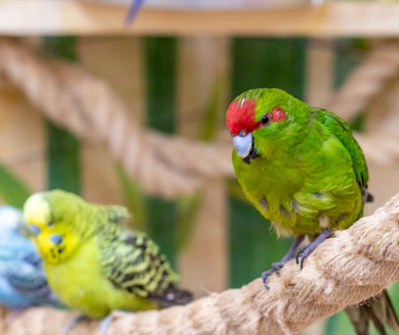 Close up shot of the red crowned parakeet or kakariki