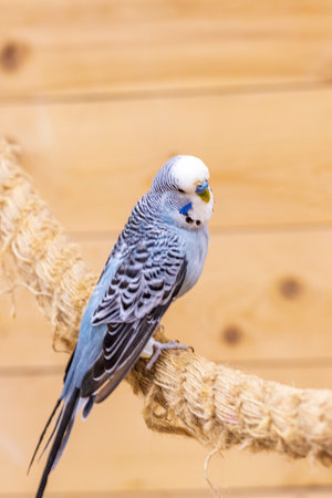 Close up shot of the budgerigarの写真素材