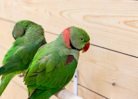 Close up shot of the Alexandrine parrotsの写真素材