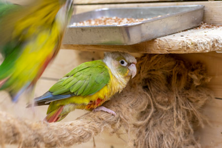 Close up shot of the green cheeked parakeetsの写真素材