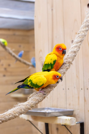 Close up shot of the Sun conures.の写真素材