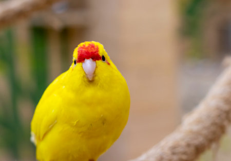Close up shot of the red crowned parakeet or kakarikiの写真素材