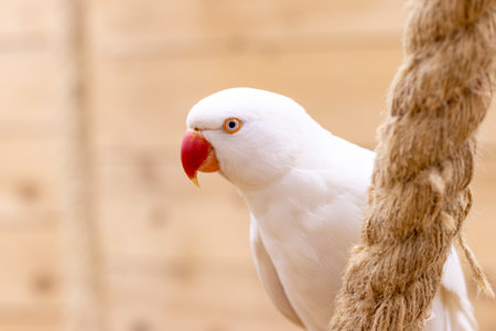 Close up shot of the rare albino Alexandrine parrot.