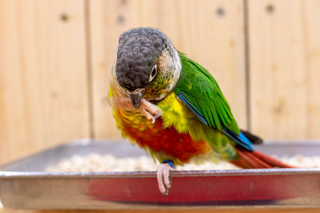 Close up shot of the green cheeked parakeet