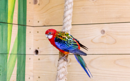 Close up shot of the eastern rosella.