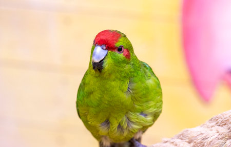 Close up shot of the red crowned parakeet or kakarikiの写真素材