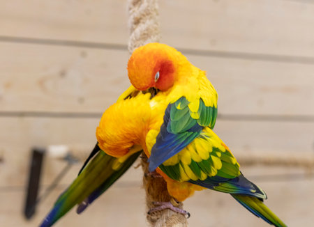 Close up shot of the Sun conures.
