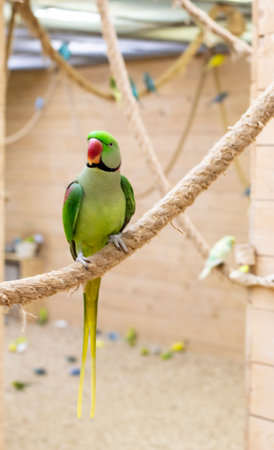 Close up shot of the Alexandrine parrot