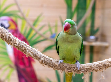 Close up shot of the Alexandrine parrotの写真素材