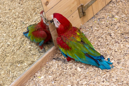 Close up shot of the red and green macawの写真素材