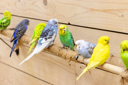 Close up shot of the budgerigarsの写真素材