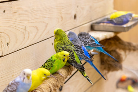 Close up shot of the budgerigarsの写真素材