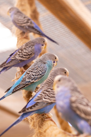 Close up shot of the budgerigarsの写真素材