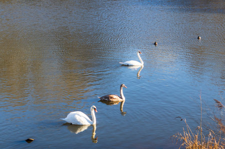 Close up shot of the cygnets, ducks, swans by the pond.の写真素材